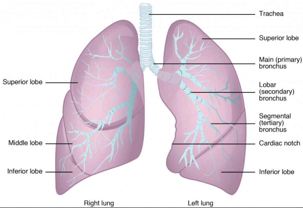 anatomy of the lungs.