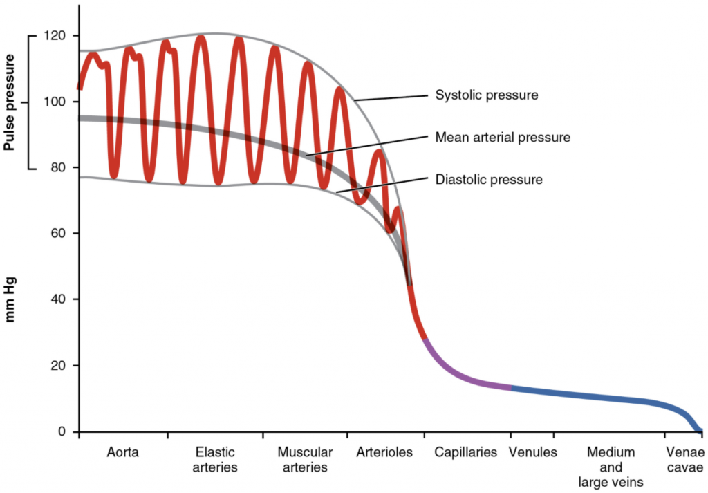 The graph shows the components of blood pressure throughout the blood vessels, including systolic, diastolic, mean arterial, and pulse pressures.
