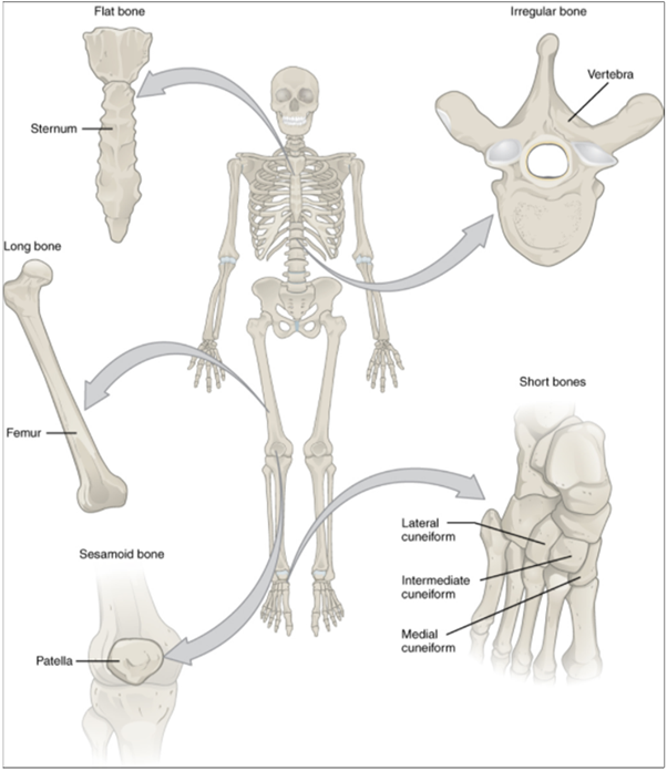 Diagram of bones in the body