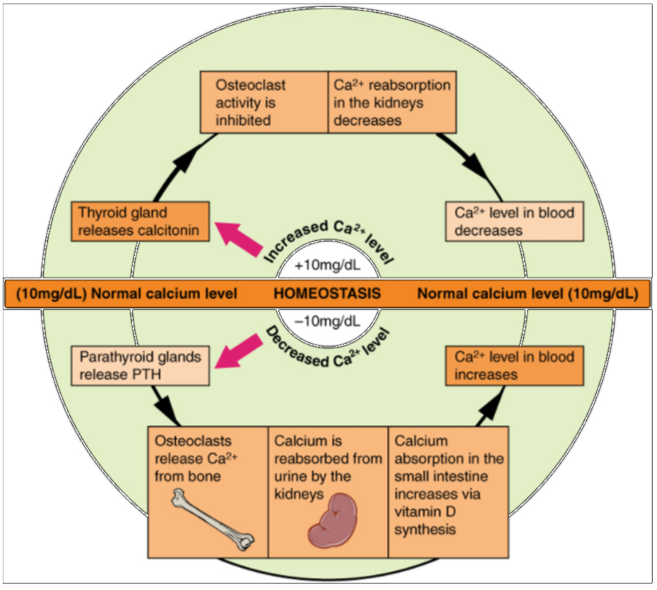 Diagram on pathways in calcium homeostasis