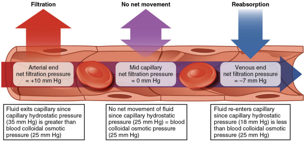 diagram of Capillary exchange. Net filtration occurs near the arterial end of the capillary since capillary hydrostatic pressure (CHP) is greater than blood colloidal osmotic pressure (BCOP). There is no net movement of fluid near the midpoint since CHP = BCOP. Net reabsorption occurs near the venous end since BCOP is greater than CHP.