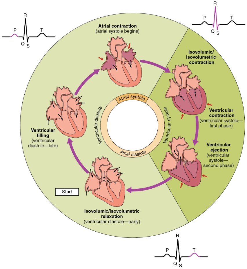 Overview of the cardiac cycle. The cardiac cycle begins with atrial systole and progresses to ventricular systole, atrial diastole, and ventricular diastole, when the cycle begins again. Correlations to the ECG are highlighted.
