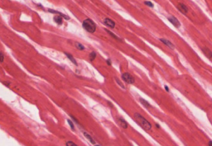 Cardiac muscle tissue.