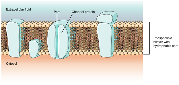 Cell membrane and transmembrane proteins.