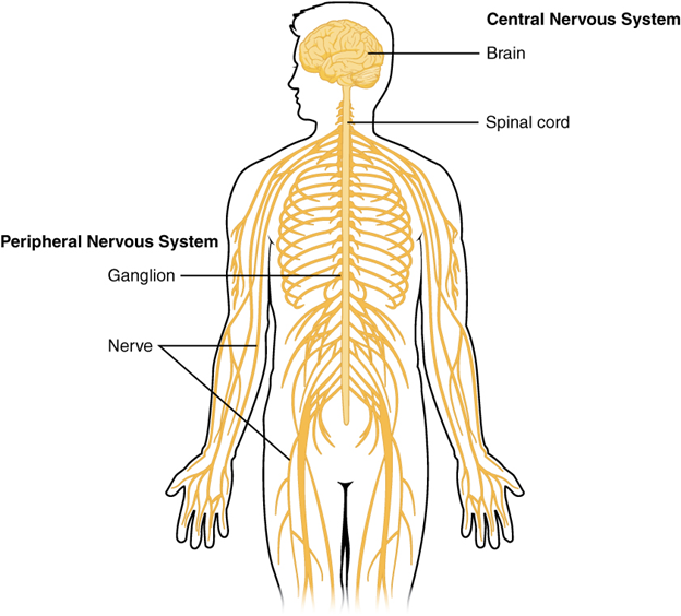 Central and peripheral nervous system.