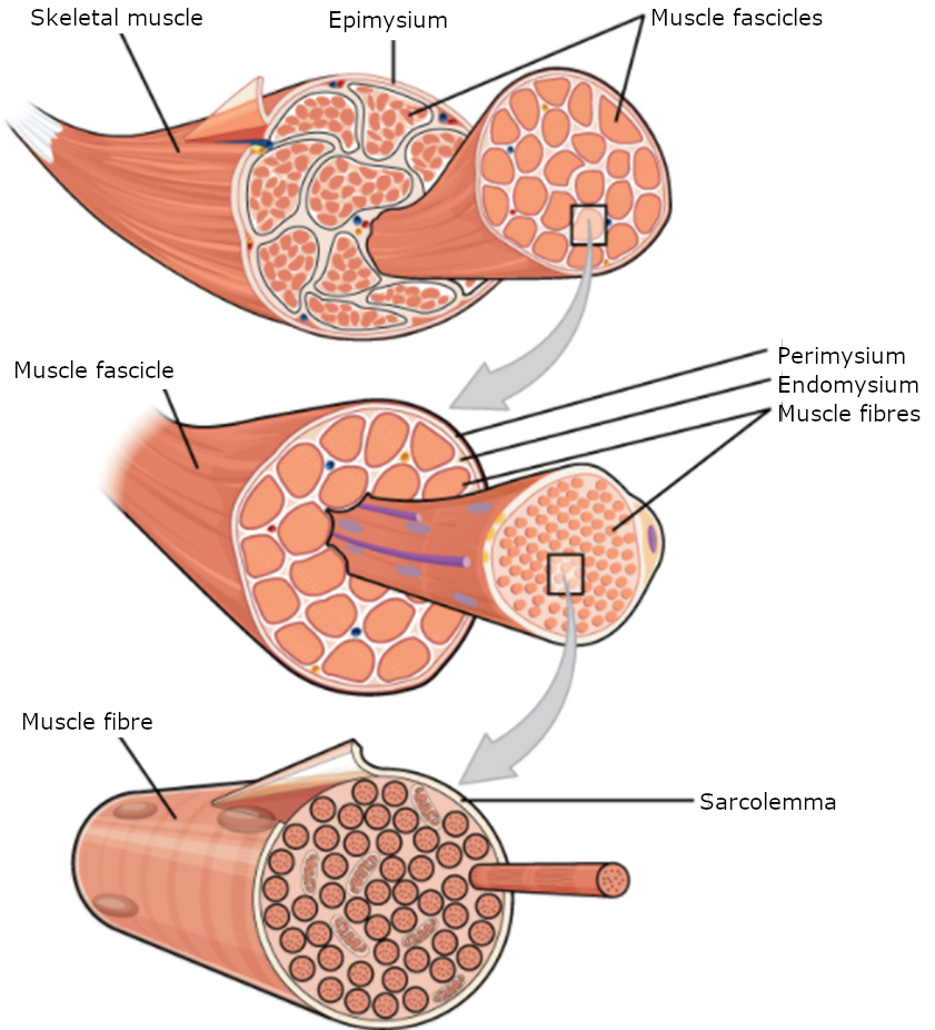 The Three connective tissue layers. Bundles of muscle fibres, called fascicles, are covered by the perimysium. Muscle fibres are covered by the endomysium.