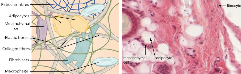 Connective tissue proper