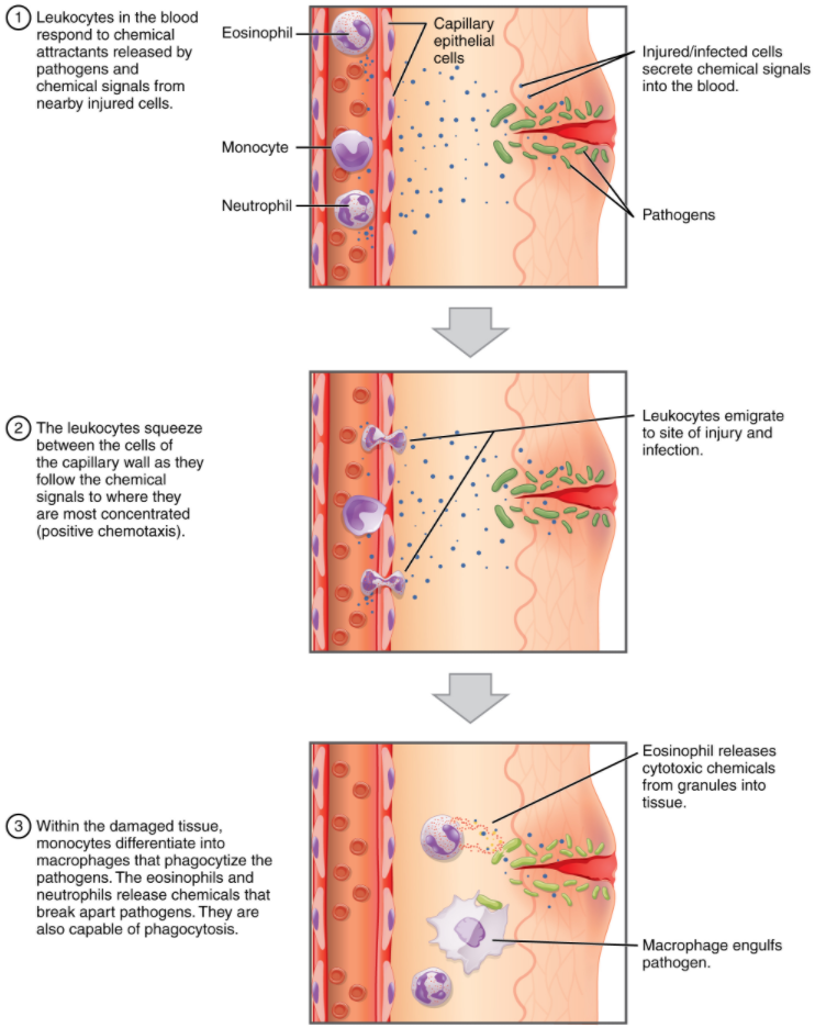 Figure 5.4.1. Emigration. Leukocytes exit the blood vessel and then move through the connective tissue of the dermis toward the site of a wound. Some leukocytes, such as the eosinophil and neutrophil, are characterised as granular leukocytes. They release chemicals from their granules that destroy pathogens; they are also capable of phagocytosis. The monocyte, sometimes referred to as an agranular leukocyte, differentiates into a macrophage that then phagocytises the pathogens.