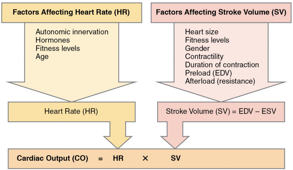 Major factors influencing cardiac output. Cardiac output is influenced by heart rate and stroke volume, both of which are also variable.