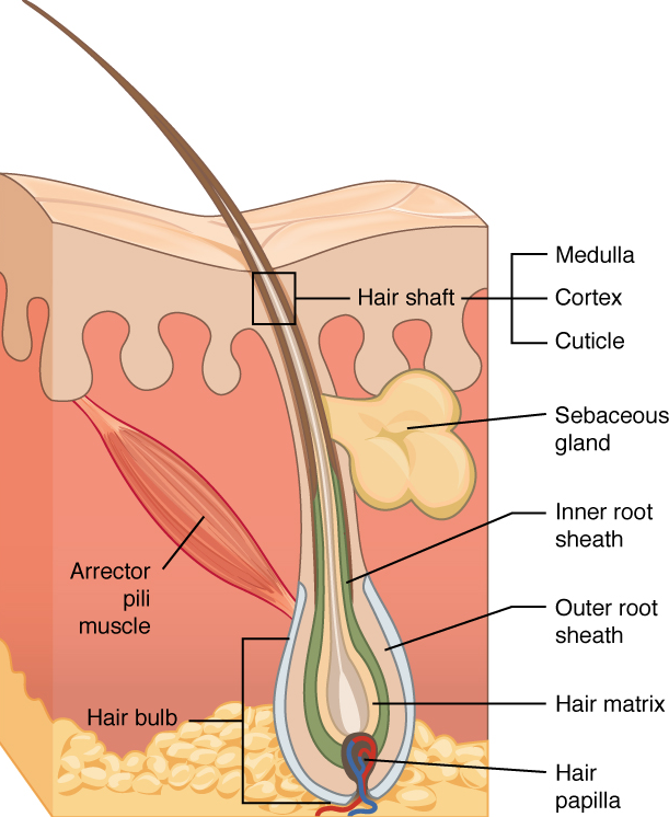 diagram of hair and hair follicles