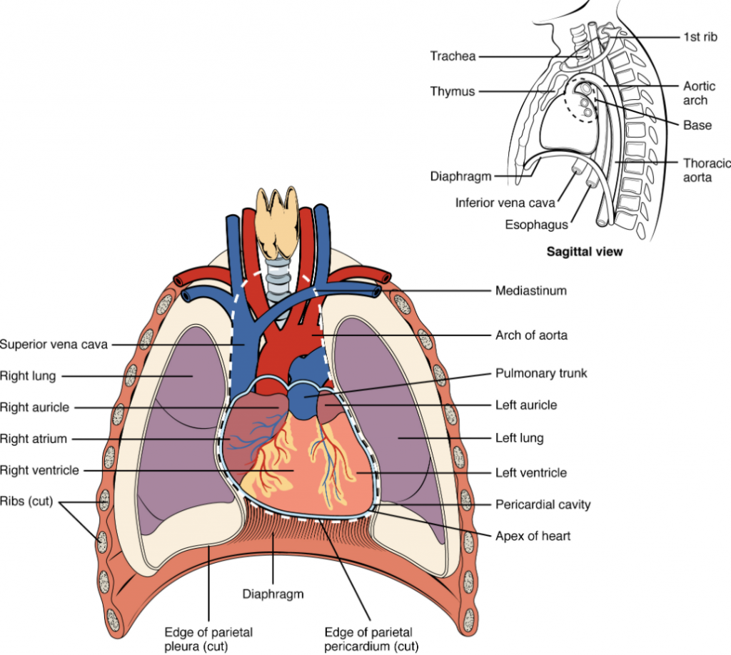Diagram that shows position of the heart