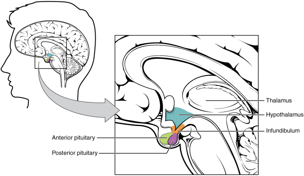 Hypothalamus–pituitary complex.