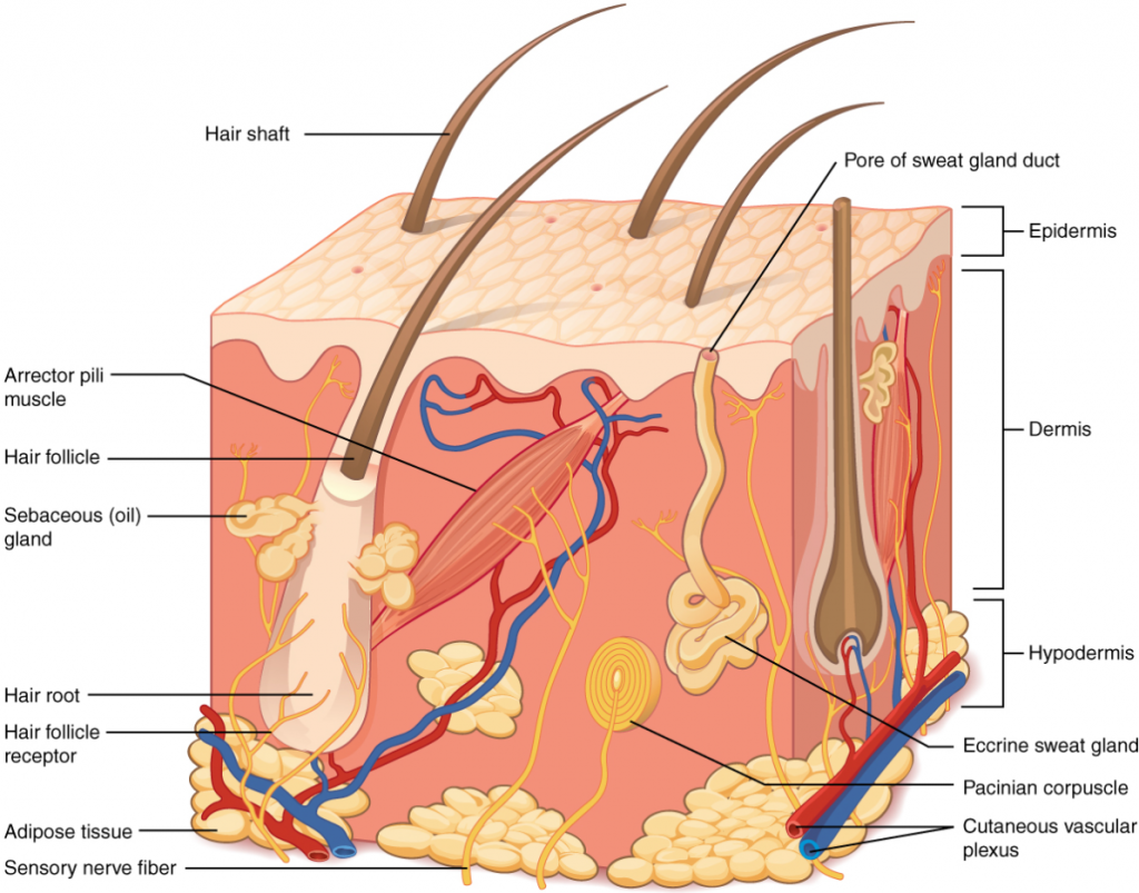 Diagram on the layers of skin