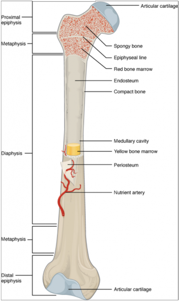 Diagram of anatomy of long bone