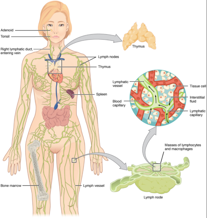 Anatomy of the lymphatic system ina diagram