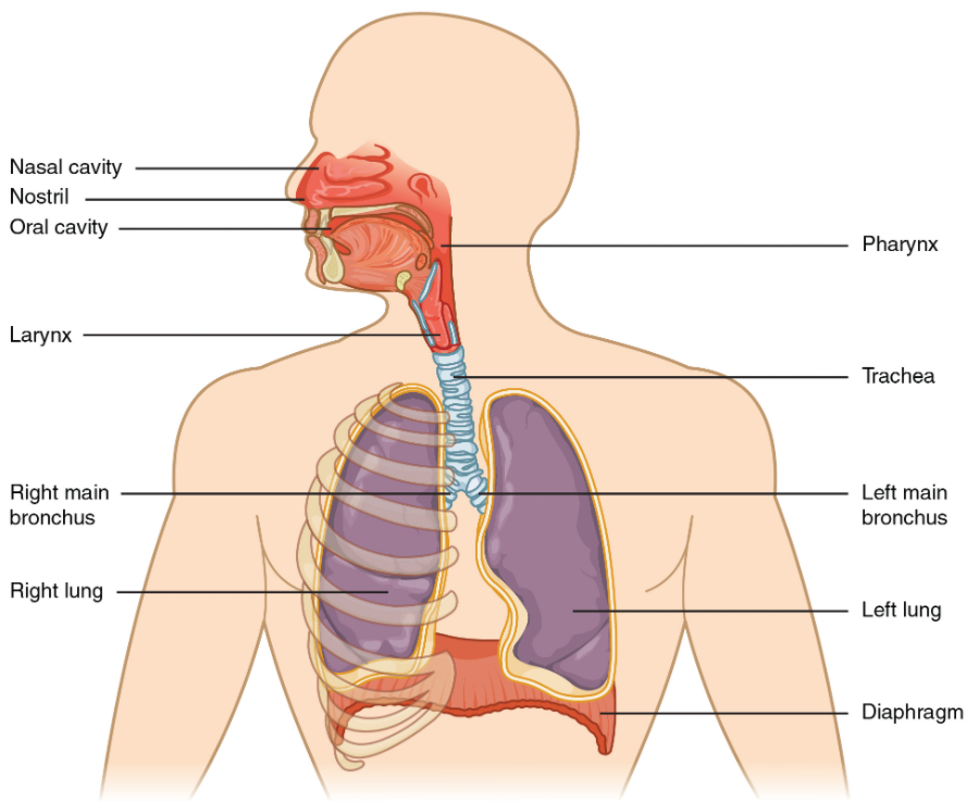 Diagram of major respiratory sturcutres on human body