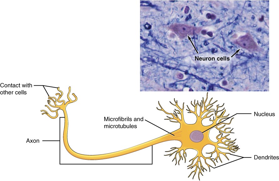 Diagram and photo of neuron