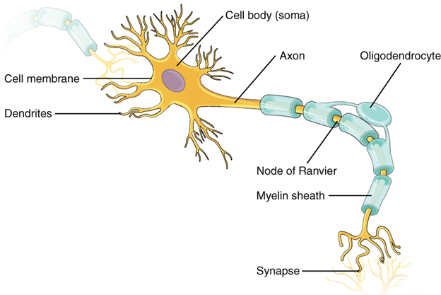 Parts of a neuron