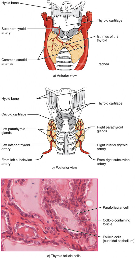 Thyroid gland. The thyroid gland is located in the neck where it wraps around the trachea. (a) Anterior view of the thyroid gland. (b) Posterior view of the thyroid gland. (c) The glandular tissue is composed primarily of thyroid follicles. The larger parafollicular cells often appear within the matrix of follicle cells.