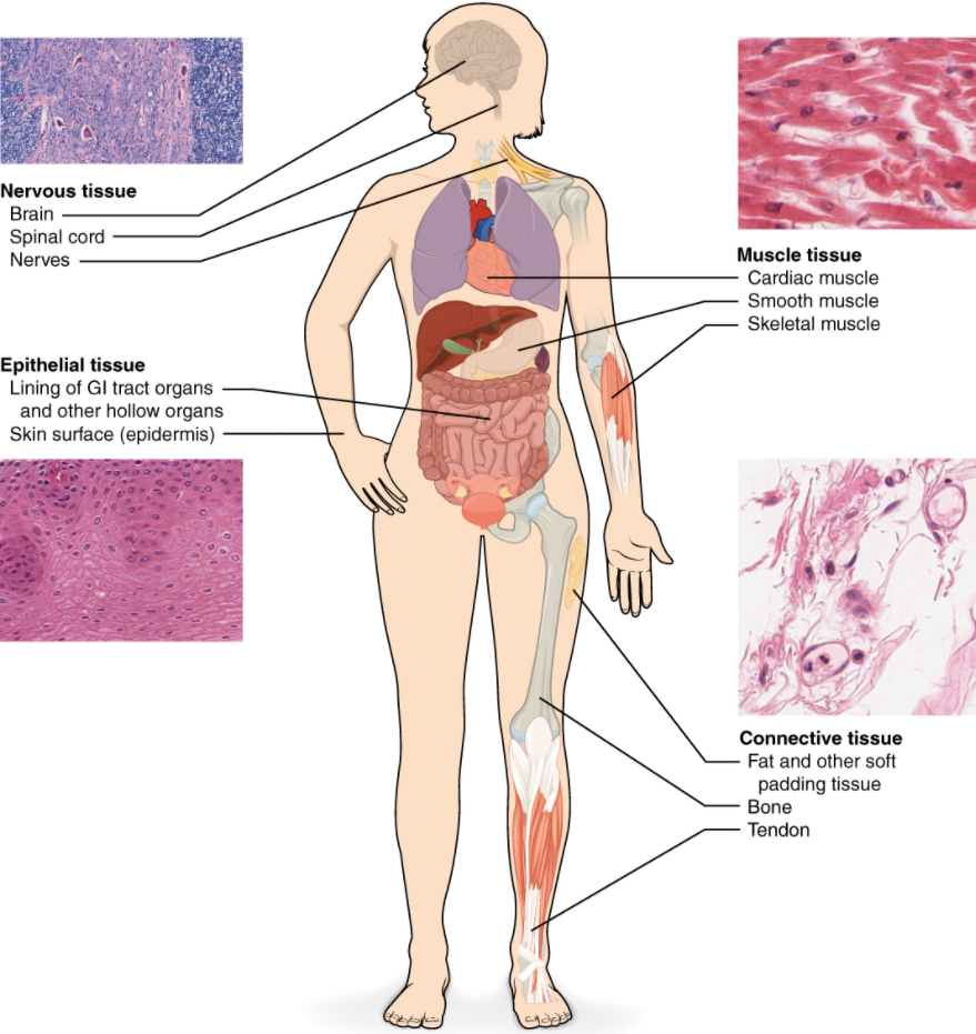 Diagram of human body highlighting the four types of tissue- nervous tissue, epithelial tissue, muscle tissue and connective tissue