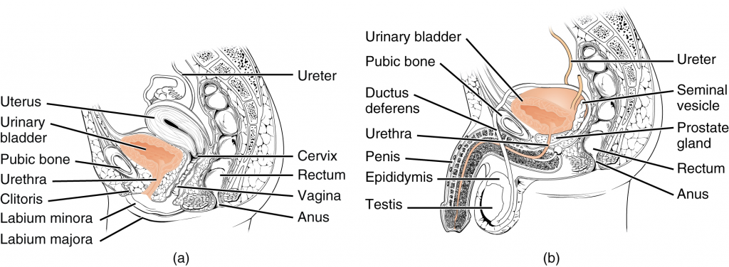 This image shows (a) a female urethra and (b) a male urethra.