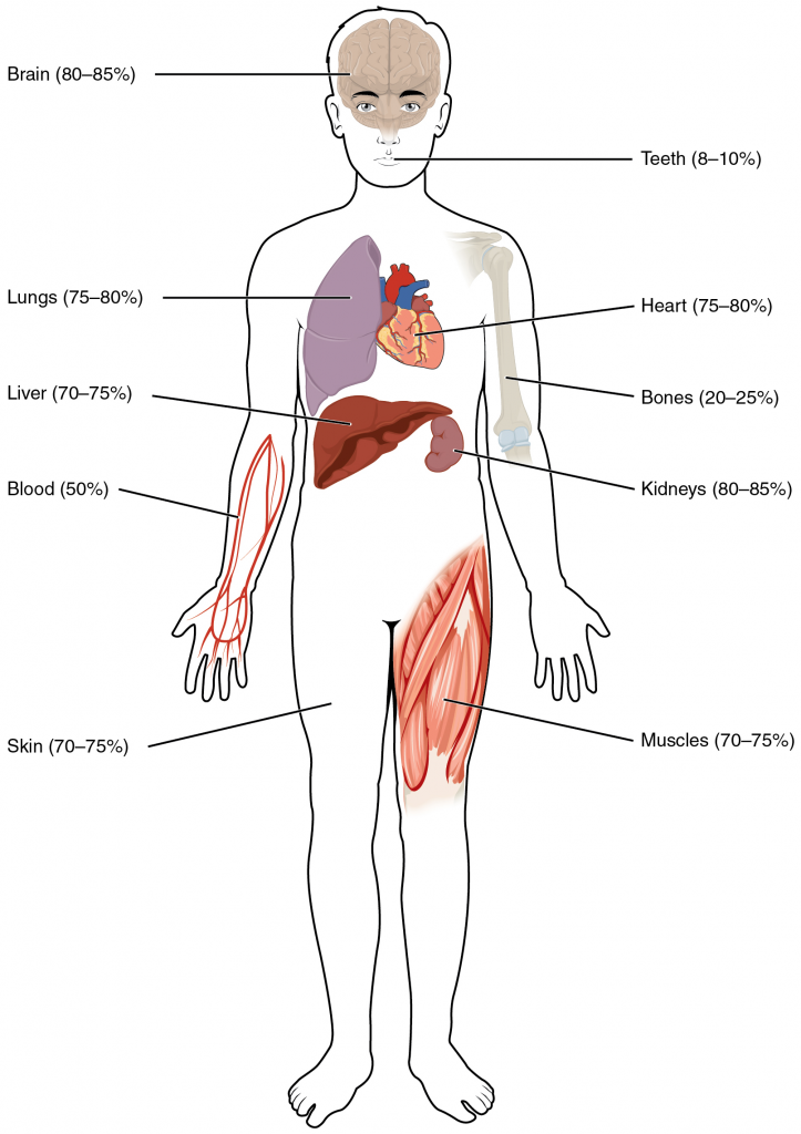Water content of the body’s organs and tissues