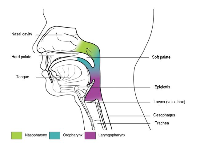Diagram of facial parts