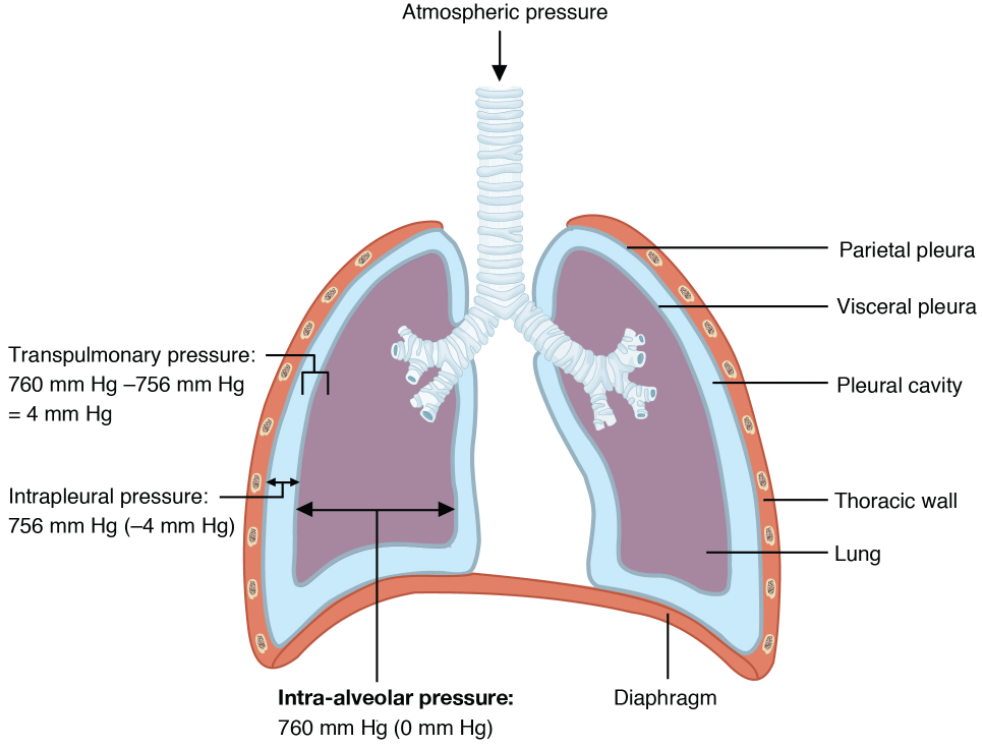 Diagram of Intrapulmonary and intrapleural pressure relationships. Alveolar pressure changes during the different phases of the cycle. It equalises at 760 mm Hg but does not remain at 760 mm Hg.