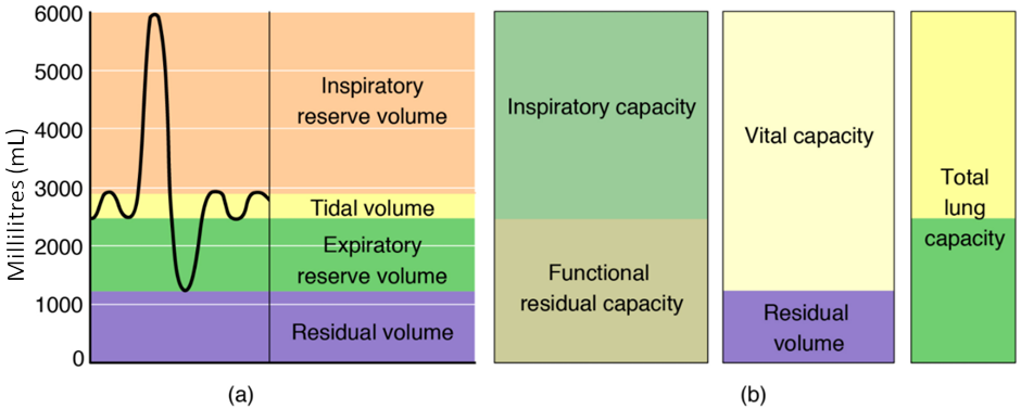 These two graphs show (a) respiratory volumes and (b) the combination of volumes that results in respiratory capacity.