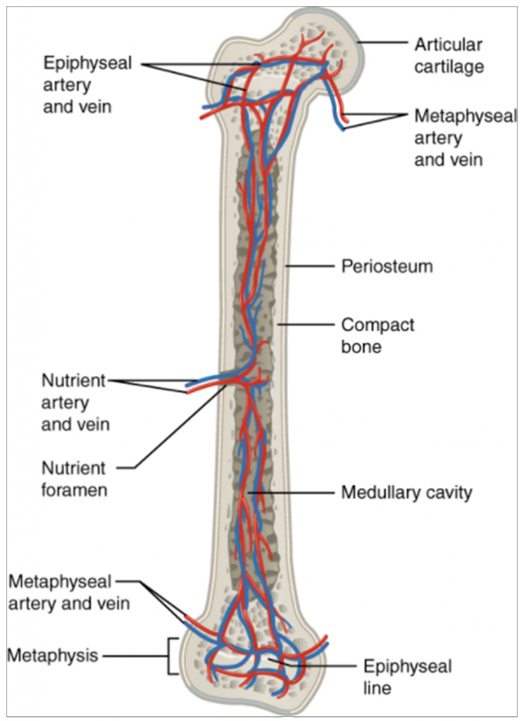 Diagram of blood and nerve supply to bone.