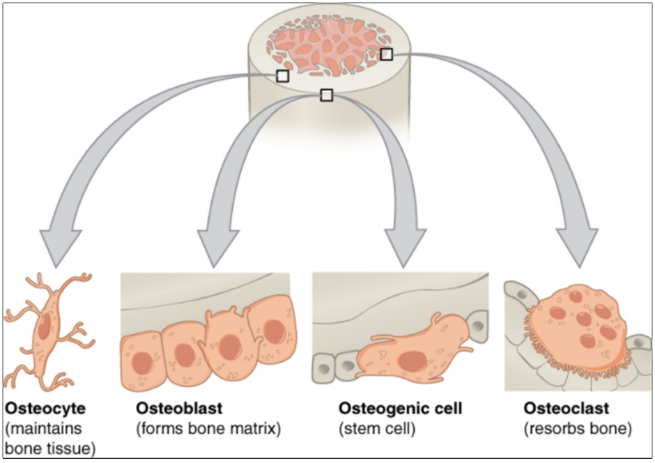 Diagram of bone cells - osteocyte, osteoblast, osteogenic cell and osteoclast