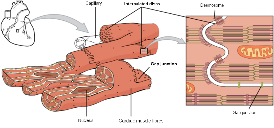 Diagram of cardiac muscle