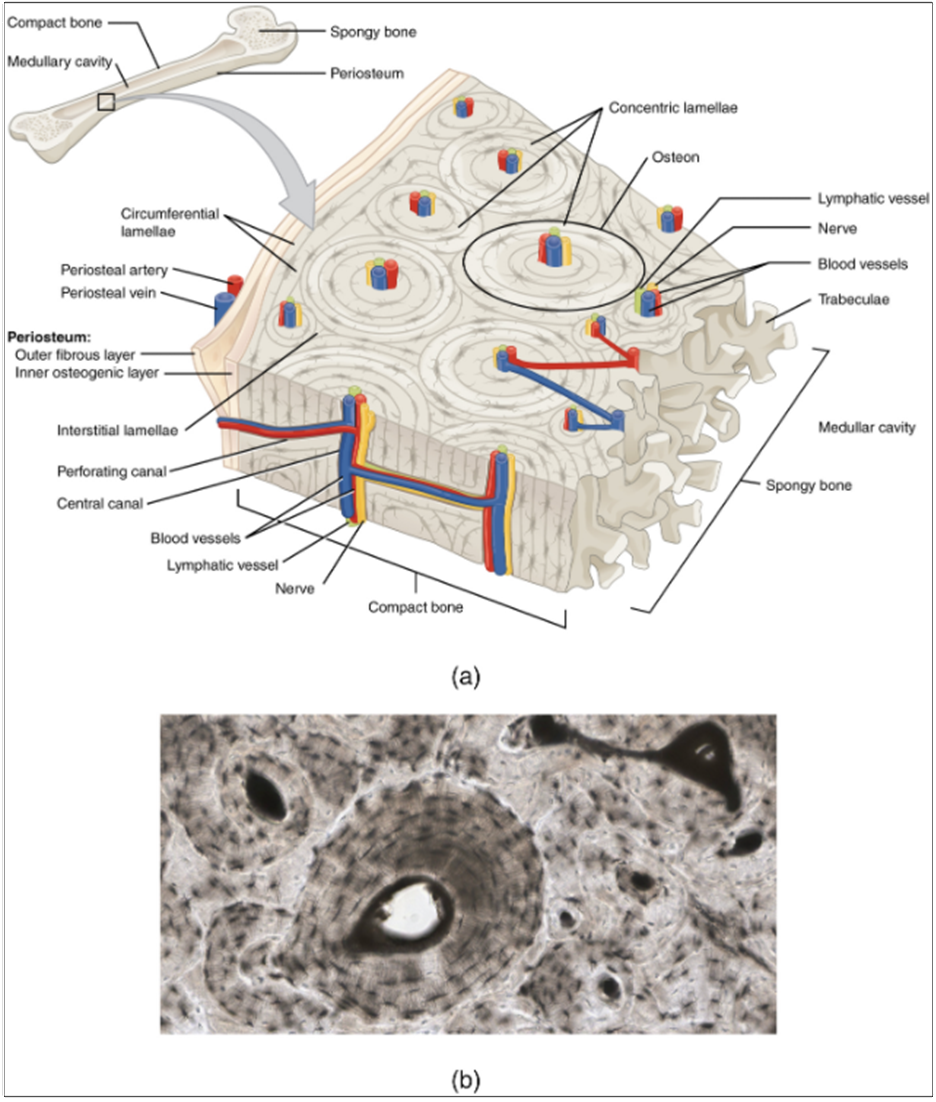 Diagram of compact bone. (a) This cross-sectional view of compact bone shows the basic structural unit, the osteon. (b) In this micrograph of the osteon, you can clearly see the concentric lamellae and central canals.