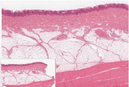 Cell image if epidermis