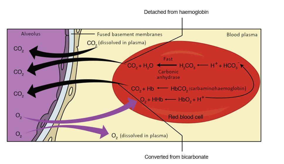 External respiration diagram