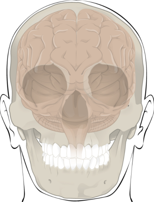 Skeleton diagram of the head