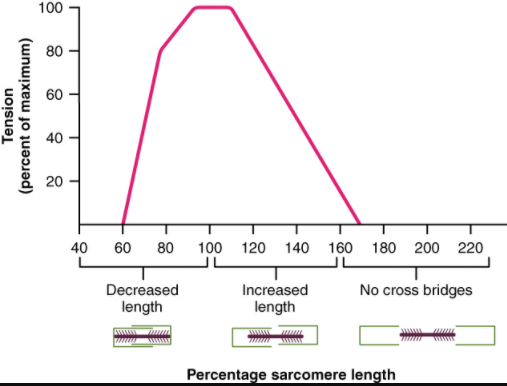 The ideal length of a sarcomere