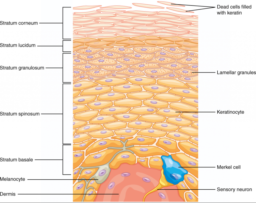 Diagram of layers of epidermis