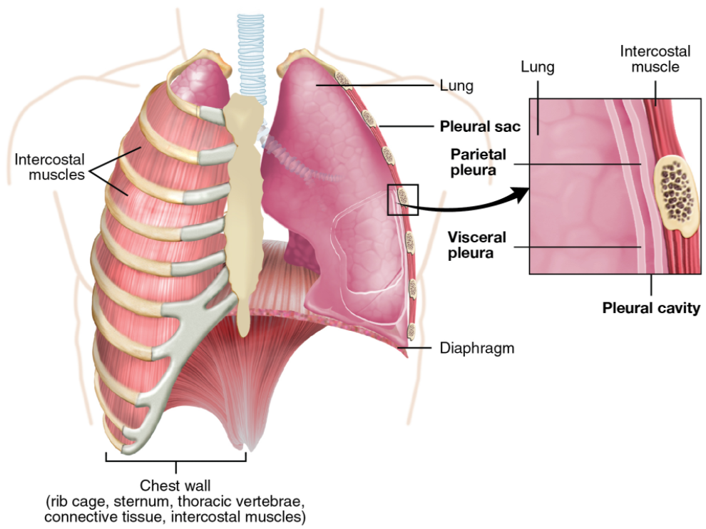 Parietal and visceral pleurae of the lungs.