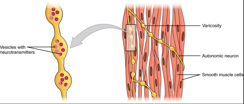 A series of axon-like swelling, called varicosities or “boutons,” from autonomic neurons form motor units through the smooth muscle.