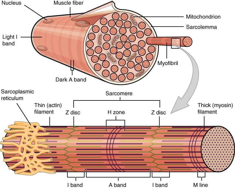 A skeletal muscle fibre is surrounded by a plasma membrane called the sarcolemma, which contains sarcoplasm, the cytoplasm of muscle cells.