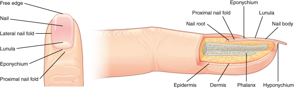 Diagram of different parts of the nail