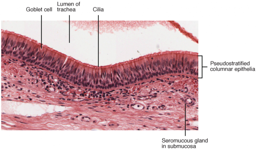 Image of Pseudostratified ciliated columnar epithelium