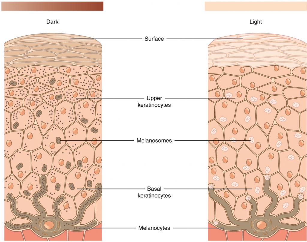 Diagram of skin pigmentation in cells: