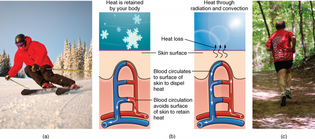 Three images: one of man skiing, one of man running and a diagram that shows how heat is retained and radiated through body