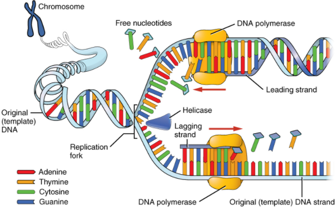 Diagram of DNA replication