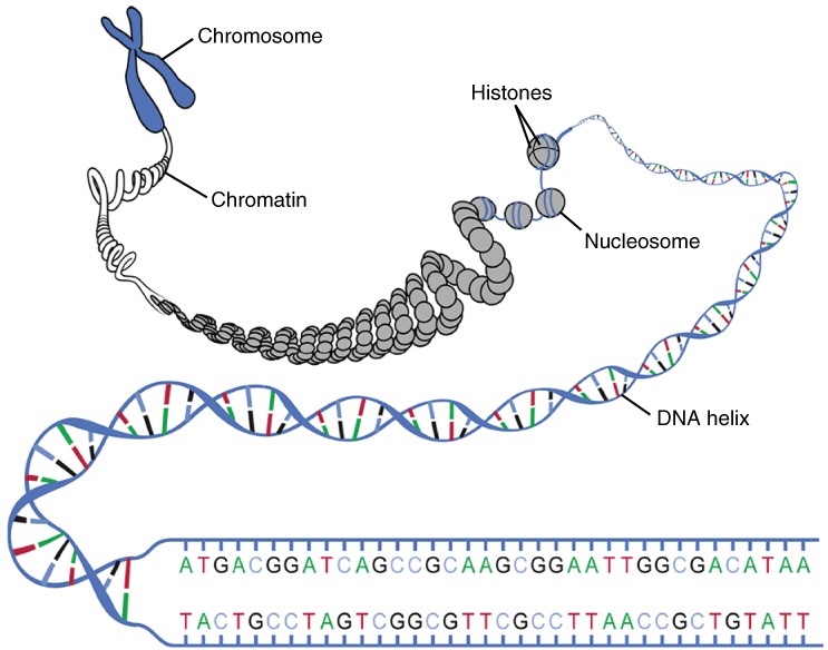 Diagram of DNA macrostructure
