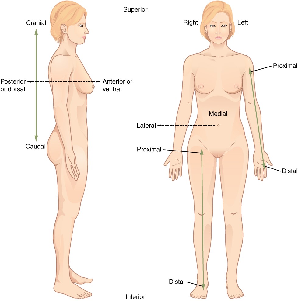 Directional terms applied to human body