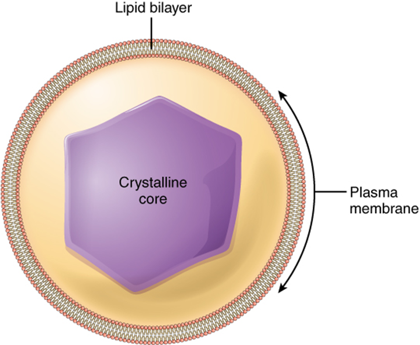 Peroxisome diagram: a lipid bilayer encloses a crystalline core