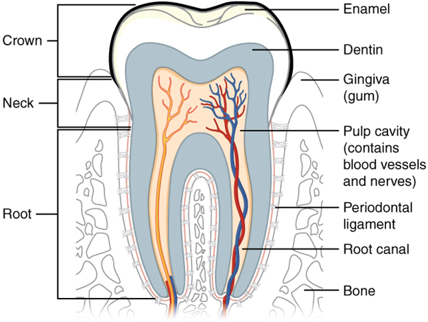 The Structure of the tooth.